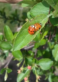 Close-up of ladybug on plant