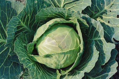 High angle view of green leaf