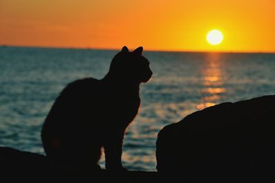 Close-up of silhouette dog sitting against sea during sunset