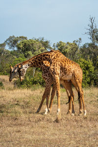 Two masai giraffe stand fighting on savannah