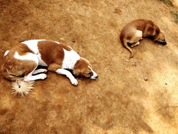 Dog relaxing outdoors