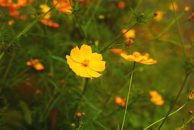 Close-up of yellow flowers blooming outdoors