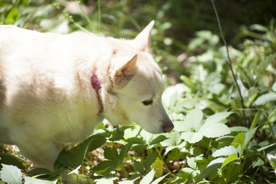 White dog navigating through thick foliage