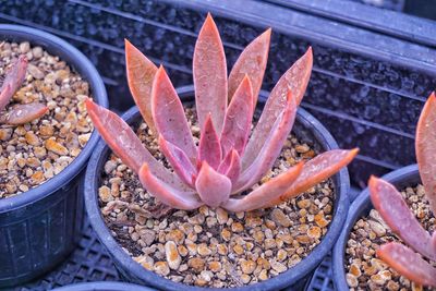 High angle view of succulent plant