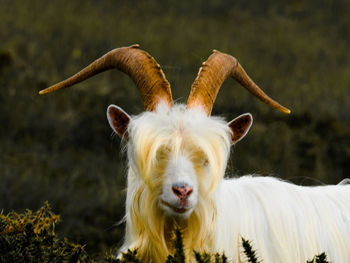 Close-up portrait of a kashmiri billy goat