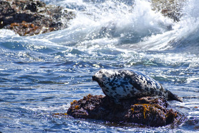 Close-up of sea waves