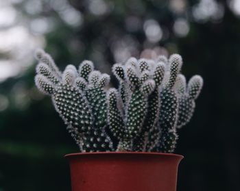 Close-up of plant