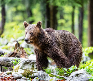 Close-up of bear