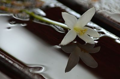 Close-up of butterfly on flower