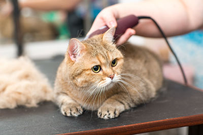 Close-up of kitten looking away