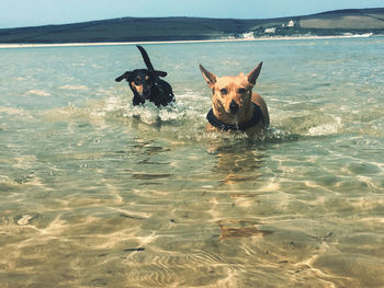 High angle view of dog in sea