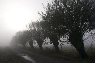 Trees on landscape against clear sky