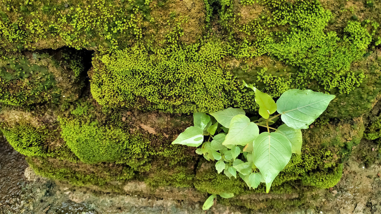 HIGH ANGLE VIEW OF MOSS ON ROCK