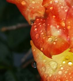 Close-up of wet orange flower