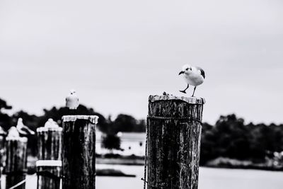 Bird perching on wooden post against sky