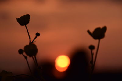 Close-up of silhouette flowering plant against sky during sunset