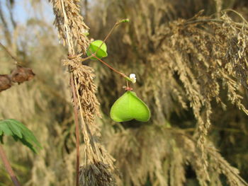 Close-up of green plant