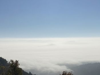 Low angle view of trees against sky