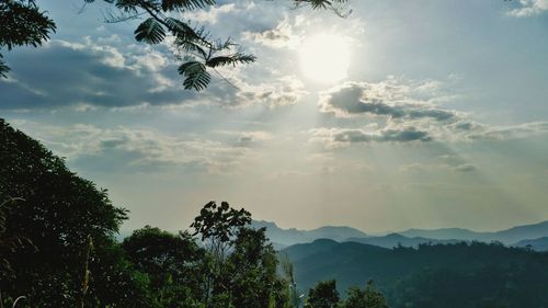 Low angle view of trees against sky