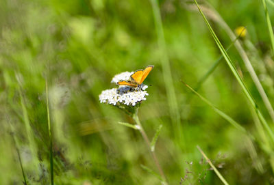 Close-up of insect on flower