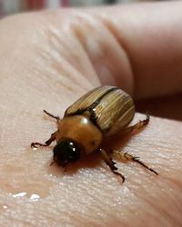 Close-up of insect on hand