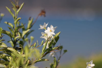 Close-up of white flowering plant