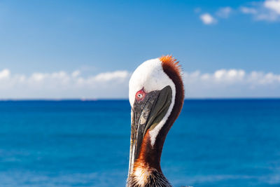 Close-up of a bird against the sea