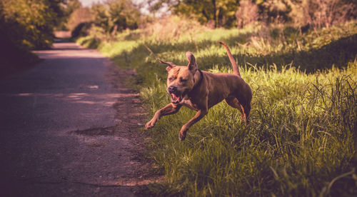 Dog running in a field