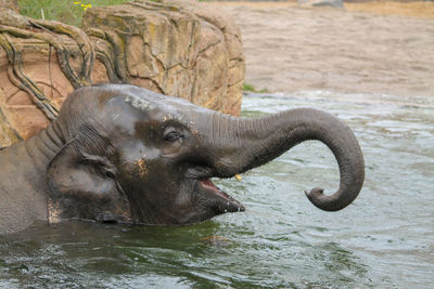 Close-up of elephant drinking water