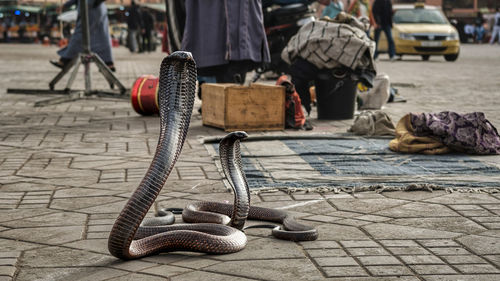 Rear view of people walking on street