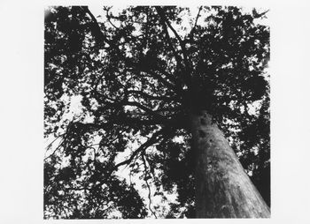 Low angle view of trees in forest against sky