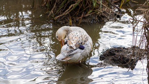 Leucistic mallard on lake preening black and white feathers rare bird