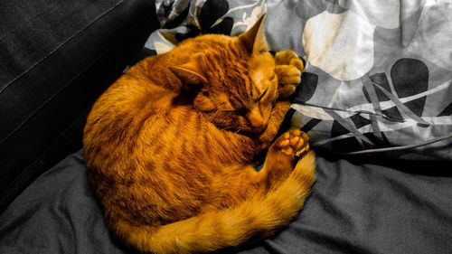 High angle view of cat sitting on man at home