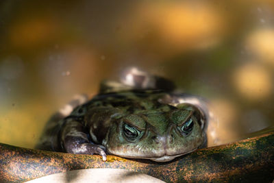 Close-up of frog