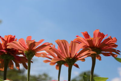 Close-up of orange flowering plants against blue sky