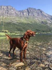 Dog standing on rock by lake