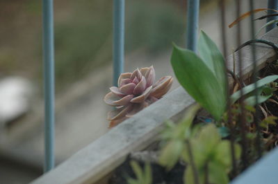 Potted plants by window