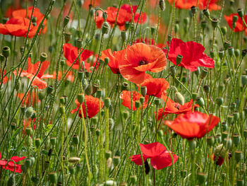 Close-up of red poppy flowers