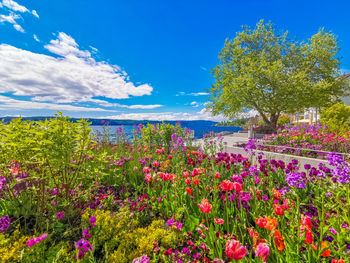 Flowering plants and trees on field against blue sky