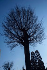 Low angle view of bare trees against blue sky