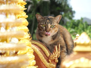 Close-up portrait of cat relaxing outdoors