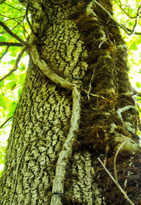 Low angle view of trees in the forest