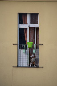 Dog on window of house