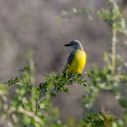 Bird perching on a plant