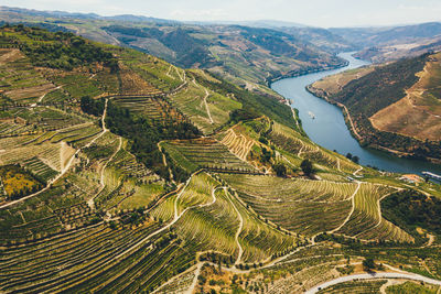 High angle view of agricultural field