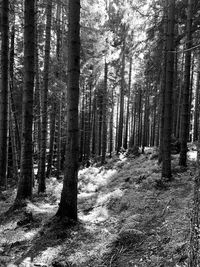 Trees growing in forest