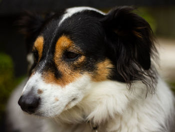 Close-up of dog looking away