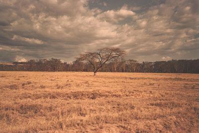 Bare trees on landscape against cloudy sky