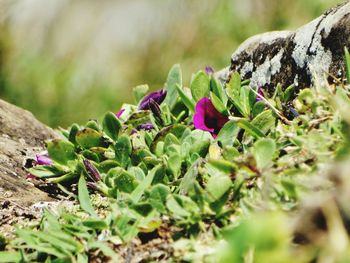 Close-up of plants