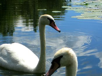 Swan swimming in lake